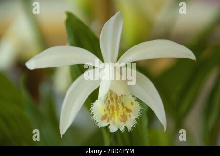 Close up of the white flower aspidistra Stock Photo - Alamy