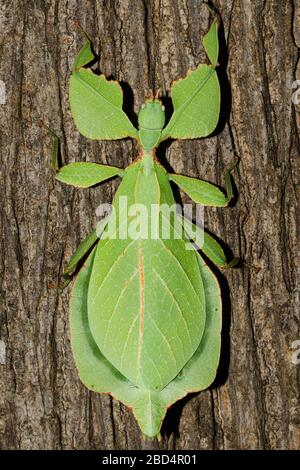 Phyllium bioculatum have extremely flattened, irregularly shaped bodies, wings, and legs. Stock Photo