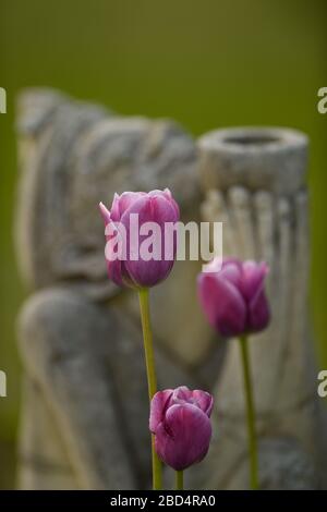 three pink tulips blooming in home garden with female garden decor statue behind holding up bowl with hands signifying thankfulness and appreciation Stock Photo