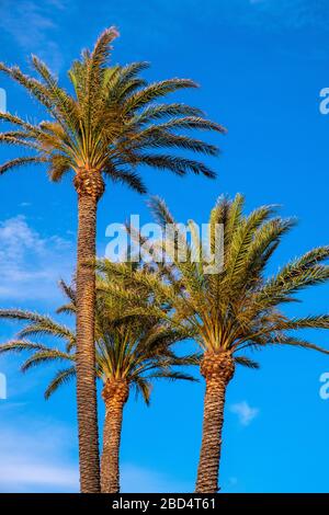 Palm trees - latin Arecaceae - with green leaves and branches in front of blue, sunny sky over beach and Costa Smeralda coast of Tyrrhenian Sea in Pal Stock Photo