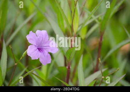 Ruellia squarrosa plant sink pots to the rim at the edge of ponds or water gardens. Stock Photo
