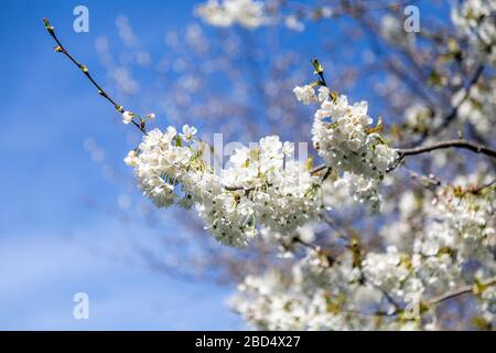 White spring cherry blossoms on a tree in Victoria Park, London, UK Stock Photo