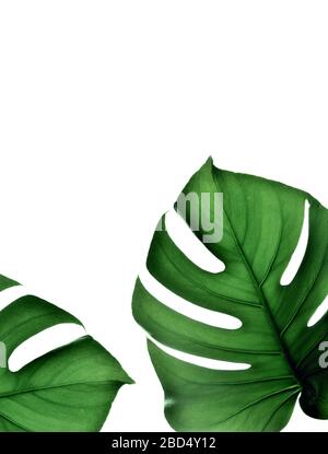 Tropical jungle Monstera leaves isolated on white background. Stock Photo