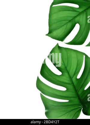 Tropical jungle Monstera leaves isolated on white background. Stock Photo