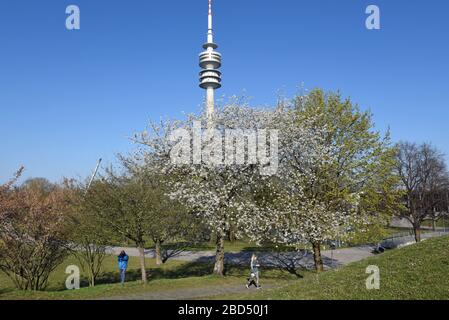 Munich, Germany. 07th Apr, 2020. Blossoming trees, blue skies and spring temperatures invite you to take a walk in the Olympic Park at a safe distance. Credit: Ursula Düren/dpa/Alamy Live News Stock Photo