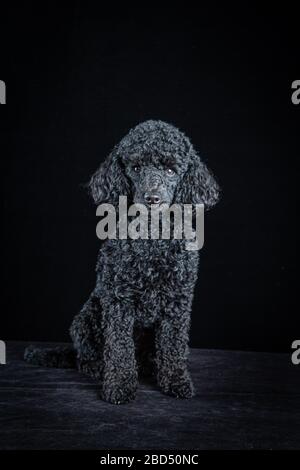 Studio portrait of a miniature poodle against a black background Stock Photo