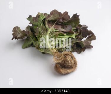 Fresh red oak leaf lettuce with root isolated on white background Stock Photo