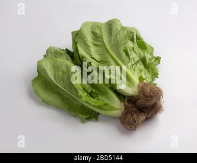 bunch of fresh romaine lettuce with root isolated on white background Stock Photo