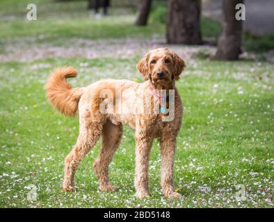 Portrait of labradoodle standing on grass Stock Photo