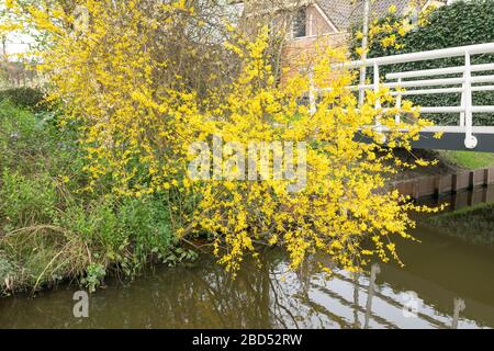 Branches of yellow-flowering Forsythia hang above the water of a ditch. This flowering plant is also known as Easter tree. Stock Photo