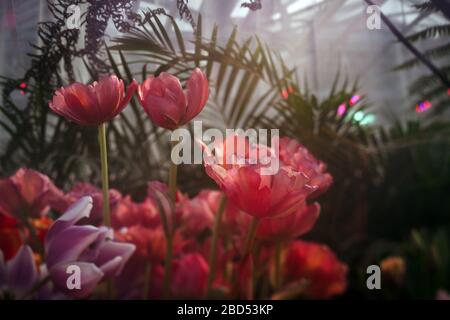 a group of pink tulips in the greenhouse, sunny highlight, tinted photo. Stock Photo