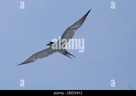 Tern flying blue sky background in Thailand Stock Photo