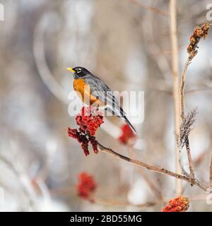 Robin on a stag horn sumac tree. Stock Photo