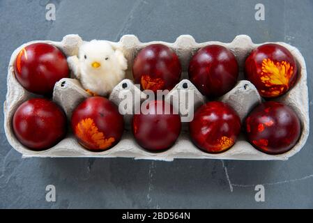 Easter colored eggs and one fluffy chicken in a cardboard box on a gray background.  Stock Photo