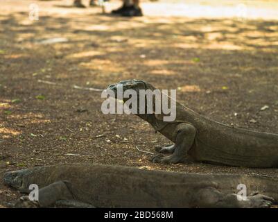 dh Tamarind Forest Komodo dragon KOMODO ISLAND INDONESIA Varanus komodoensis in National park UNESCO World Heritage site tourists Stock Photo