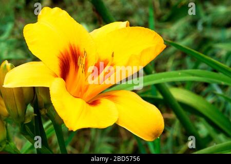 Beautiful Lily flower on green leaves background. Lilium longiflorum flowers in the garden. Background texture plant fire lily with orange buds. Stock Photo