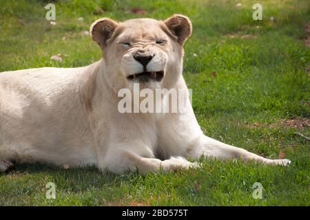 Mogo Australia, white lioness resting on grass making funny face Stock Photo