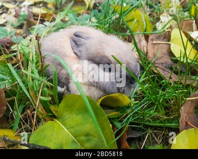 close up.little grey rabbit sitting on the grass Stock Photo
