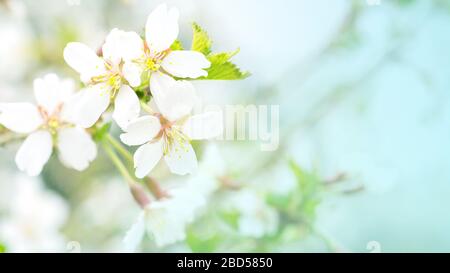 Flowers of cherry blossom in the soft pink light, sacura with bokeh and filters, floral background. Stock Photo