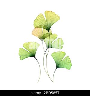 Watercolor ginkgo leaves set. Transparent green branch collection isolated on white. Hand painted artwork with Maidenhair tree. Realistic botanical Stock Photo