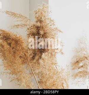 Dry beige reed against white wall close-up. Stock Photo