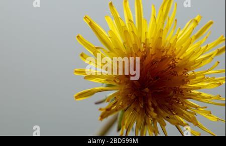 Isolated dandelion flower seen against a white grey background. Stock Photo