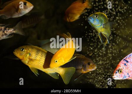 Yellow electric caeruleus mbuna malawi african cichlid in aquarium Stock Photo