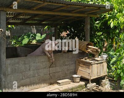 dh Balinese pig sty hut BALI INDONESIA Traditional House compound indonesian Stock Photo