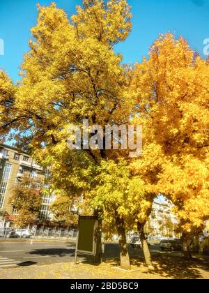 Tree with yellow and orange leaves under clear blue sky. Empty streets of calm city with no people. Vertical nature landscape background Stock Photo