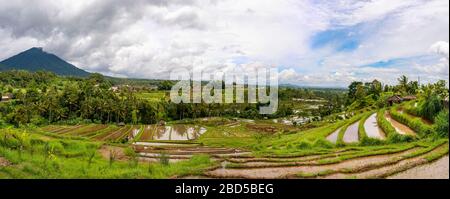 Horizontal panoramic view of the rice terraces in Bali, Indonesia. Stock Photo