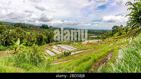 Horizontal panoramic view of the rice terraces in Bali, Indonesia. Stock Photo