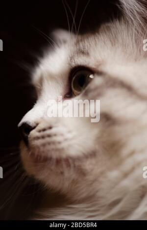 Portrait of a fluffy domestic Ragamuffin cat with green eyes Stock ...