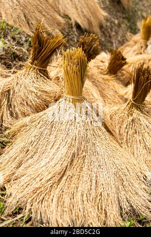 Vertical close up view of bales of rice in Bali, Indonesia. Stock Photo