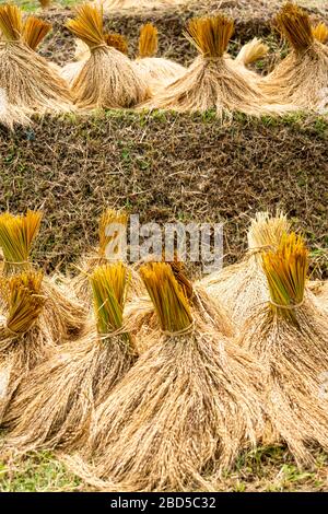 Vertical close up view of bales of rice in Bali, Indonesia. Stock Photo