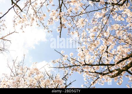 Cherry blossom with blue sky background Stock Photo