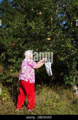 Elderly woman picking ripe apples from an apple tree , Finland Stock Photo