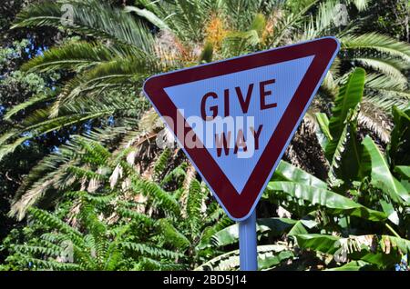 give way sign in New Zealand with palm trees in the background Stock Photo