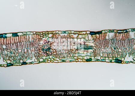 Weeping willow leaf in cross section 100x Stock Photo