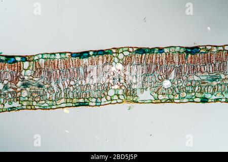 Weeping willow leaf in cross section 100x Stock Photo