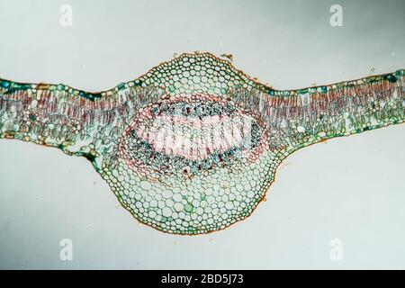Weeping willow leaf in cross section 100x Stock Photo