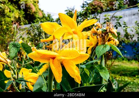 Mellow Yellow color Calla lily Arum-lily, herbaceous perennial Daisy flowering plants in full bloom in summer. Fragrant lemon yellow flowers at ends o Stock Photo