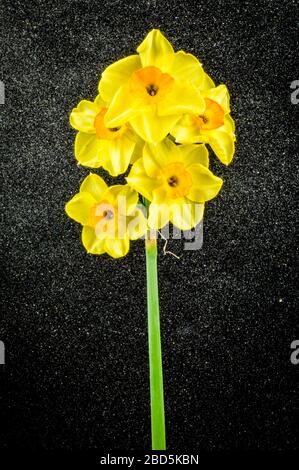 Yellow Tazetta Daffodils flowers on black textured backgorund. Stock Photo
