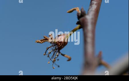 07 April 2020, Baden-Wuerttemberg, Buchholz: Frozen apple blossoms hang from a tree. In the last two weeks there have been night frosts in South Baden. Photo: Patrick Seeger/dpa Stock Photo