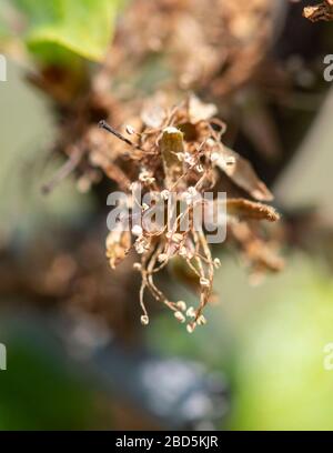 07 April 2020, Baden-Wuerttemberg, Buchholz: Frozen apple blossoms hang from a tree. In the last two weeks there have been night frosts in South Baden. Photo: Patrick Seeger/dpa Stock Photo