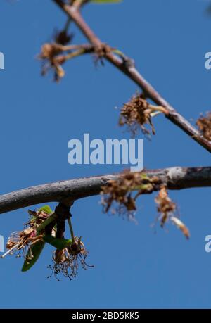 07 April 2020, Baden-Wuerttemberg, Buchholz: Frozen apple blossoms hang from a tree. In the last two weeks there have been night frosts in South Baden. Photo: Patrick Seeger/dpa Stock Photo