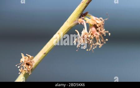 07 April 2020, Baden-Wuerttemberg, Buchholz: Frozen apple blossoms hang from a tree. In the last two weeks there have been night frosts in South Baden. Photo: Patrick Seeger/dpa Stock Photo