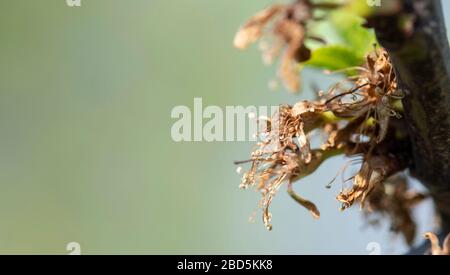 07 April 2020, Baden-Wuerttemberg, Buchholz: Frozen apple blossoms hang from a tree. In the last two weeks there have been night frosts in South Baden. Photo: Patrick Seeger/dpa Stock Photo