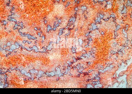 Fat heart tissue under the microscope 100x Stock Photo