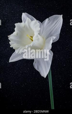 All white Daffodils Mount Hood on a black textured background. Stock Photo