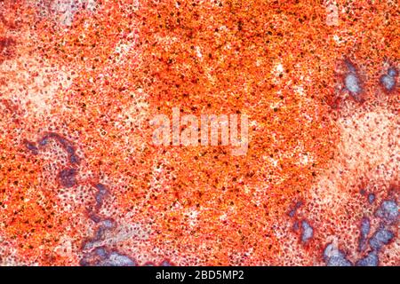 Fat heart tissue under the microscope 100x Stock Photo